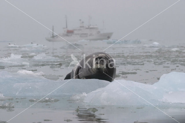 Bearded Seal (Erignathus barbatus)