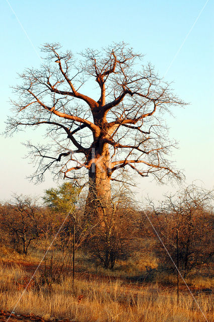 Baobab (Adansonia digitata)