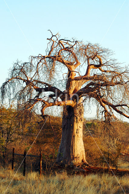 Baobab