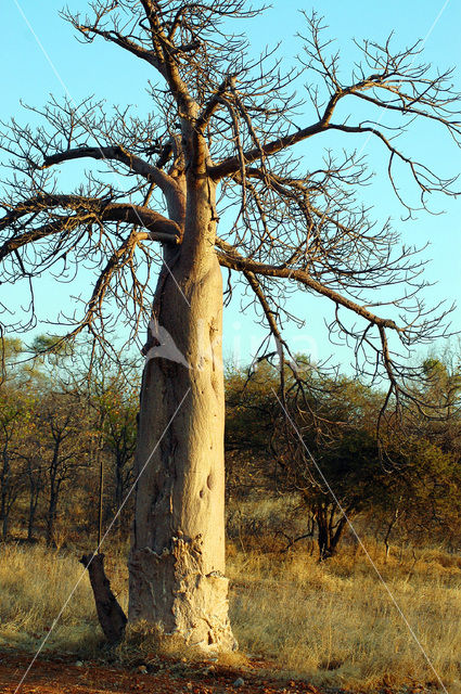 Baobab (Adansonia digitata)