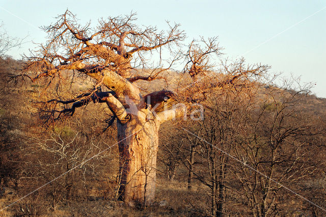 Baobab (Adansonia digitata)