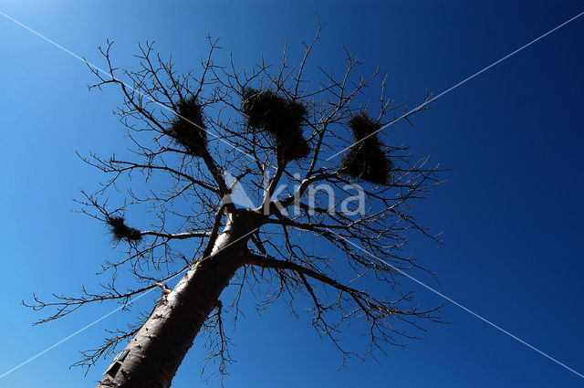 Baobab (Adansonia digitata)