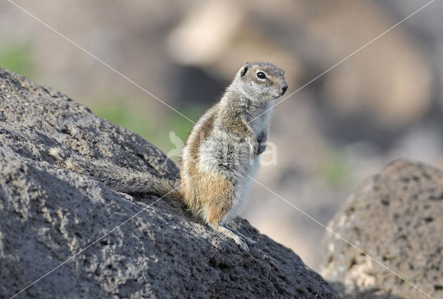 Barbary Ground Squirrel (Atlantoxerus getulus)