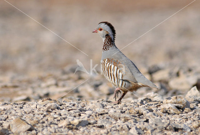 Barbary Partridge (Alectoris barbara)