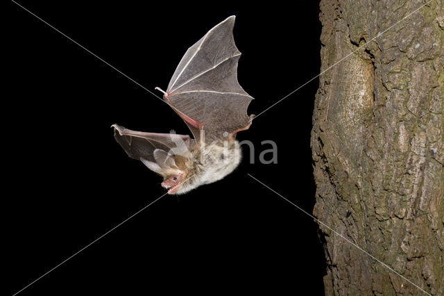 Bechstein’s Bat (Myotis bechsteinii)