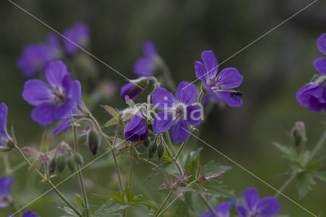 Beemdooievaarsbek (Geranium pratense)