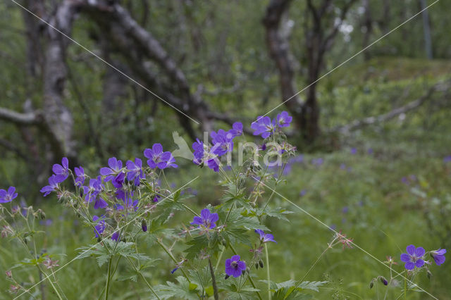 Beemdooievaarsbek (Geranium pratense)