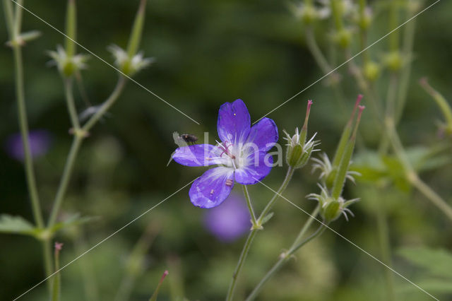 Beemdooievaarsbek (Geranium pratense)