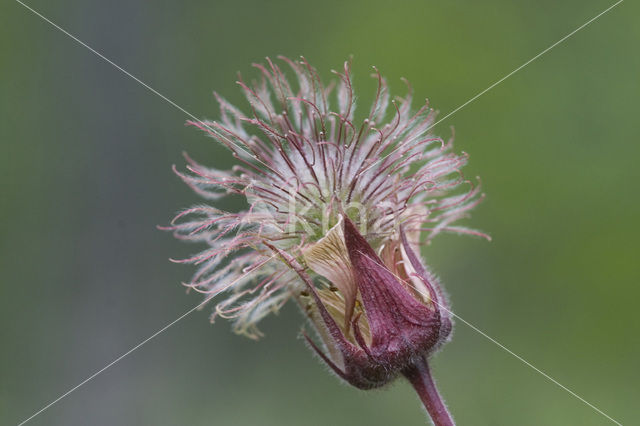 Beemdooievaarsbek (Geranium pratense)