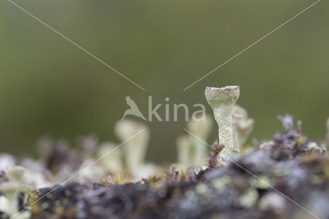 pixie cup (Cladonia)