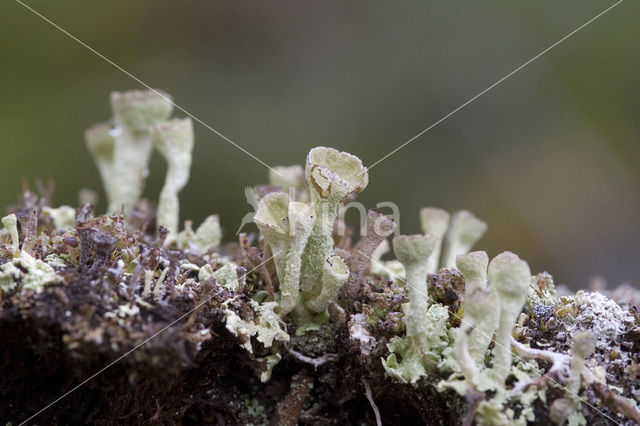 pixie cup (Cladonia)