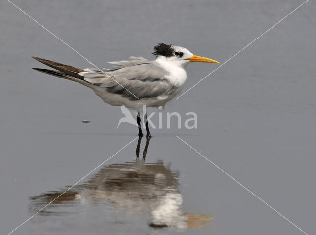 Lesser Crested-Tern (Sterna bengalensis)