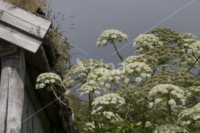 Giant Hogweed (Heracleum mantegazzianum)