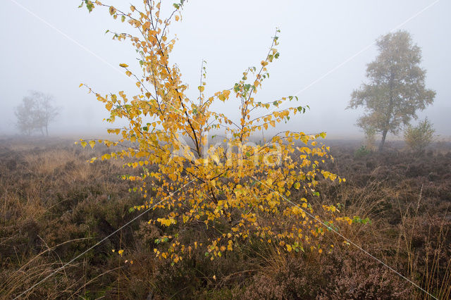 Birch (Betula)