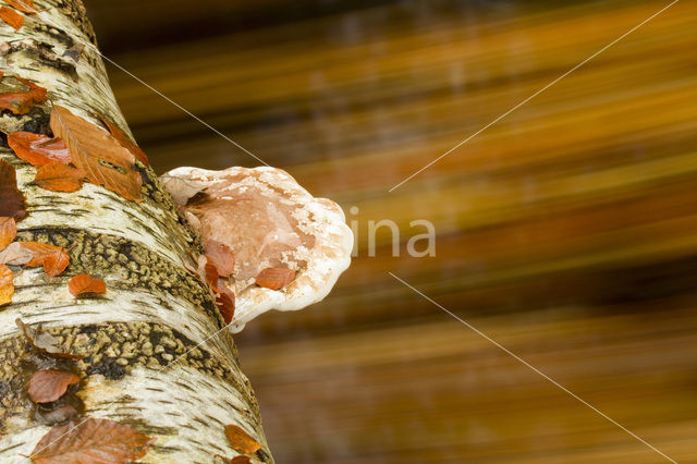 Berkenzwam (Piptoporus betulinus)