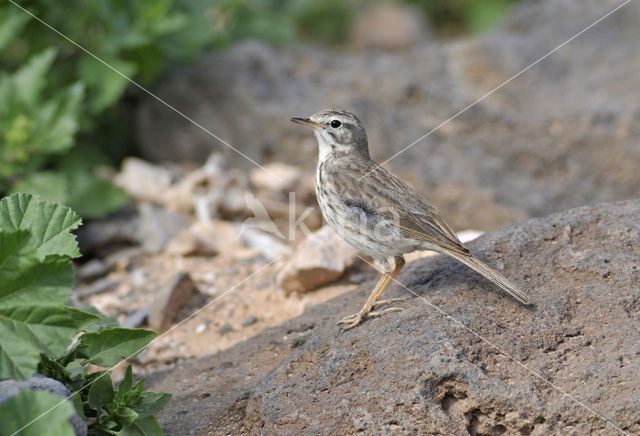 Berthelot’s Pipit (Anthus berthelotii)