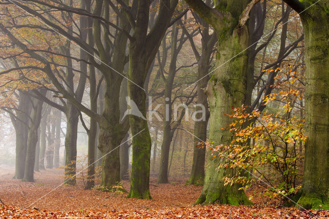 Beuk (Fagus spec.)