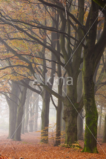 Beuk (Fagus spec.)