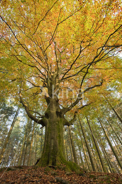 Beech (Fagus spec.)