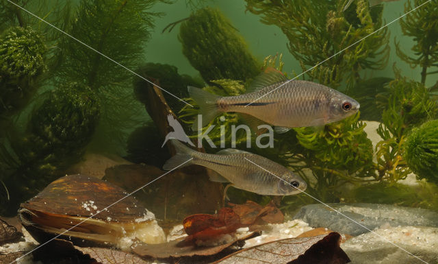Bitterling (Rhodeus sericeus amarus)
