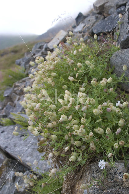 Bladder Campion (Silene vulgaris)