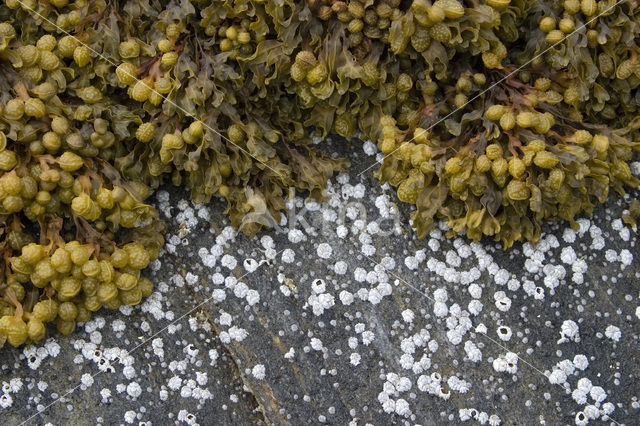 Blaaswier (Fucus vesiculosus)