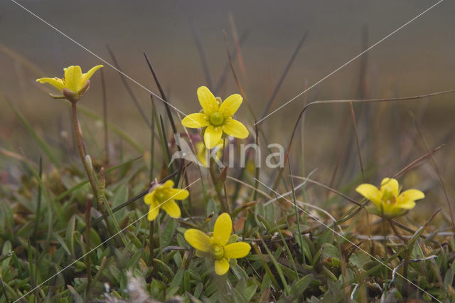 Marsh Saxifrage (Saxifraga hirculus)