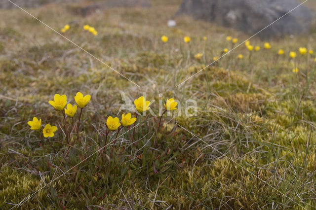 Marsh Saxifrage (Saxifraga hirculus)