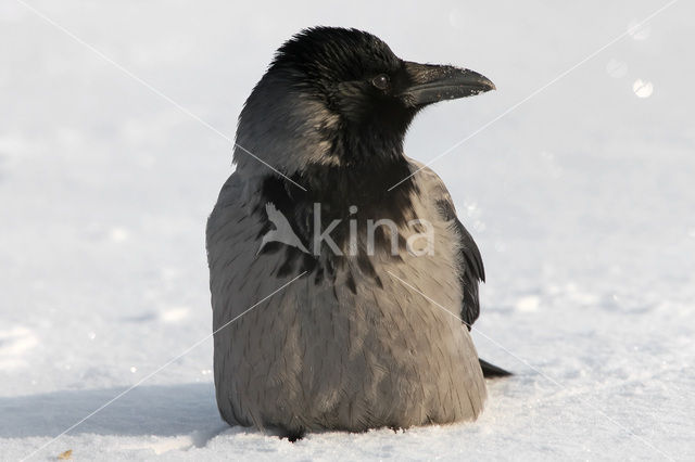 Hooded Crow (Corvus cornix cornix)