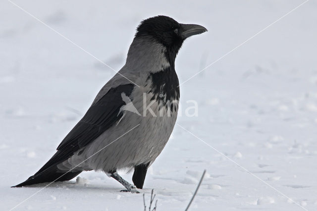 Hooded Crow (Corvus cornix cornix)