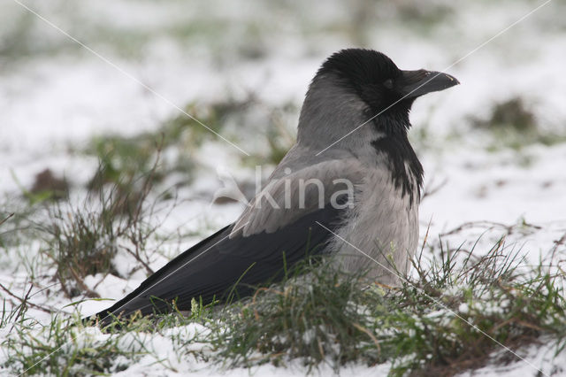 Hooded Crow (Corvus cornix cornix)