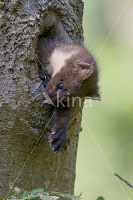 Pine Marten (Martes martes)