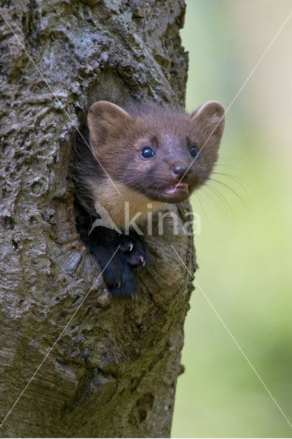 Pine Marten (Martes martes)