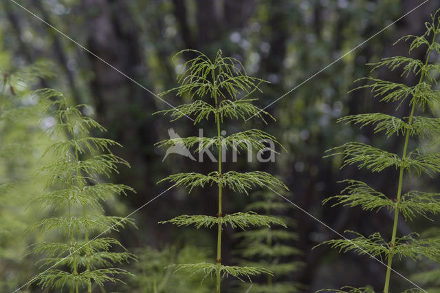 Wood Horsetail (Equisetum sylvaticum)