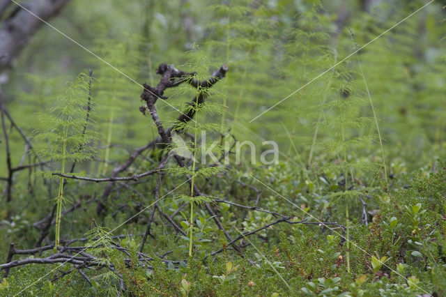 Wood Horsetail (Equisetum sylvaticum)