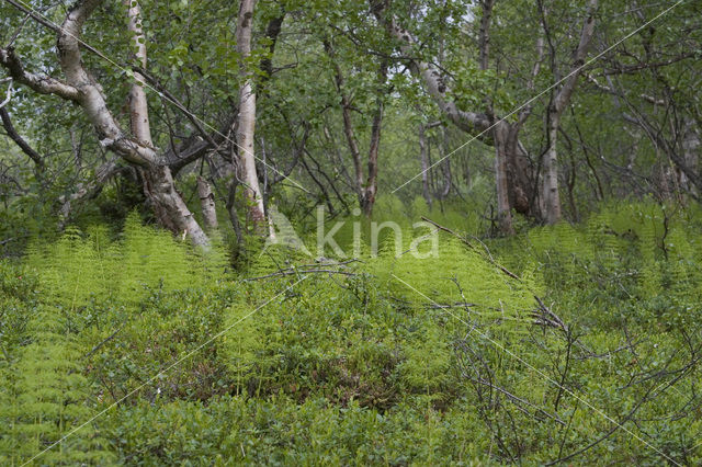 Wood Horsetail (Equisetum sylvaticum)