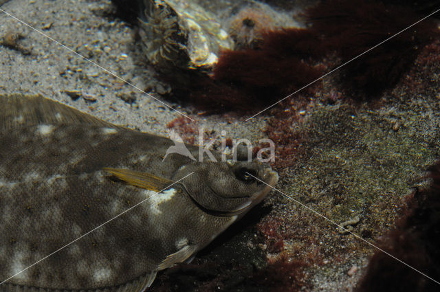 Flounder (Platichthys flesus)