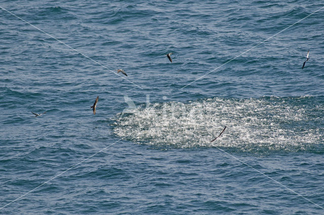 Brilstern (Sterna anaethetus)