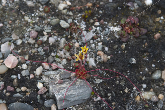 broadsepal saxifrage (Saxifraga platysepala)