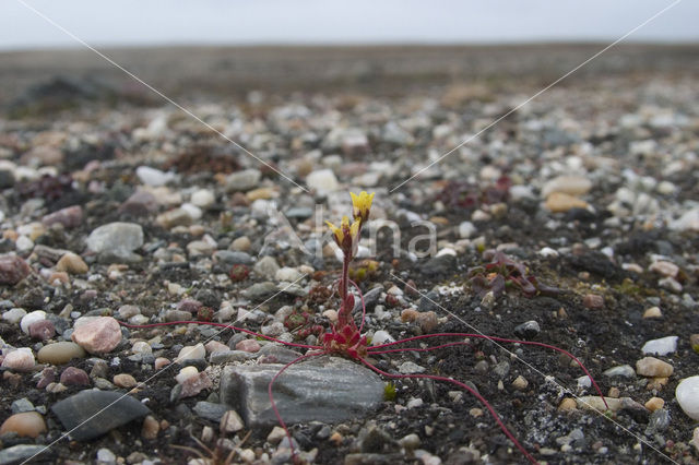 broadsepal saxifrage (Saxifraga platysepala)