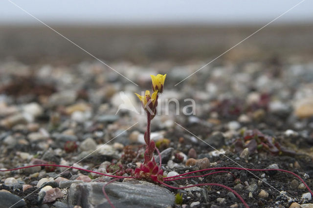 broadsepal saxifrage (Saxifraga platysepala)