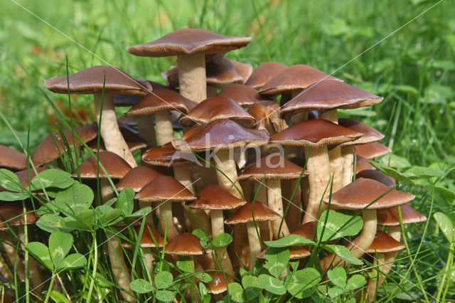 Clustered Brittlestem (Psathyrella multipedata)