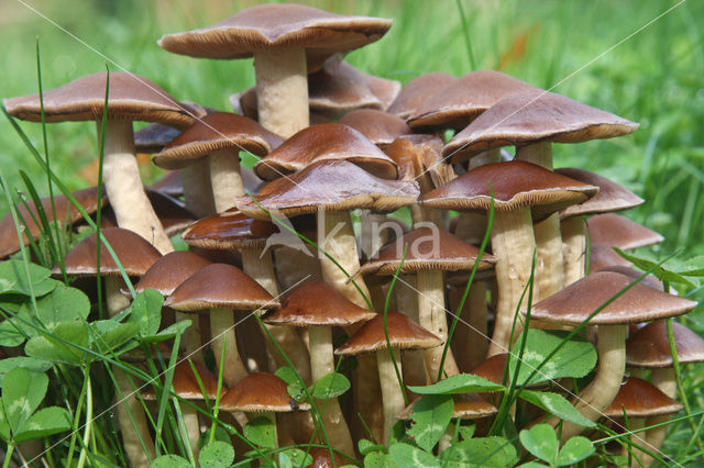 Clustered Brittlestem (Psathyrella multipedata)