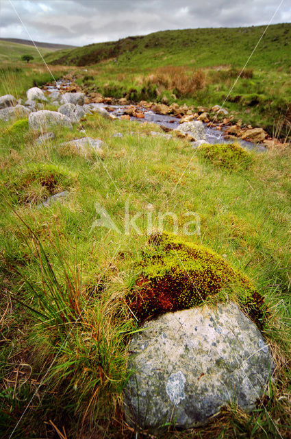 Cambrian Mountains