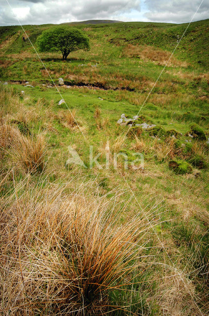 Cambrian Mountains