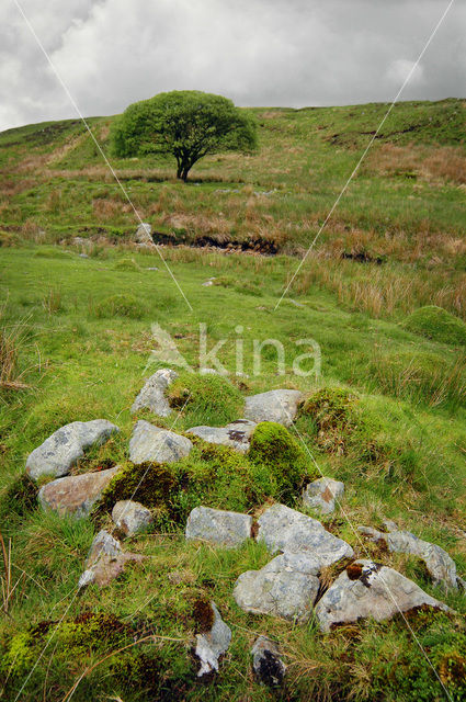 Cambrian Mountains