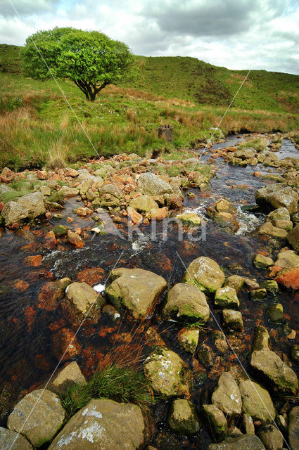 Cambrian Mountains