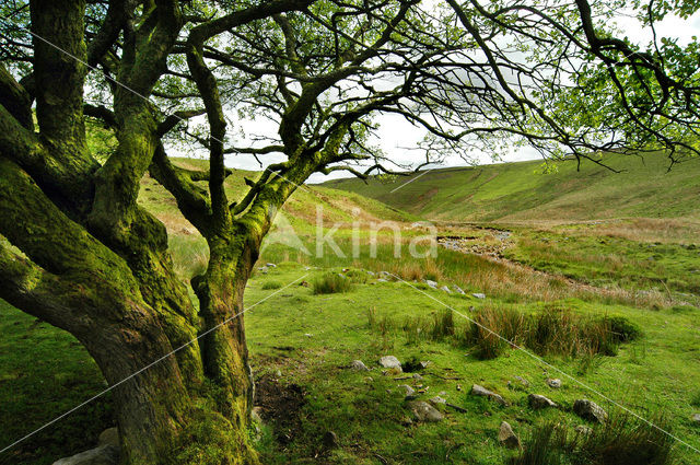 Cambrian Mountains