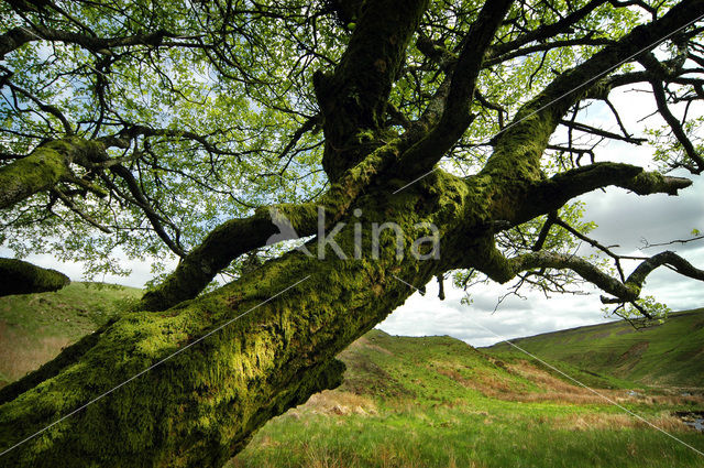 Cambrian Mountains