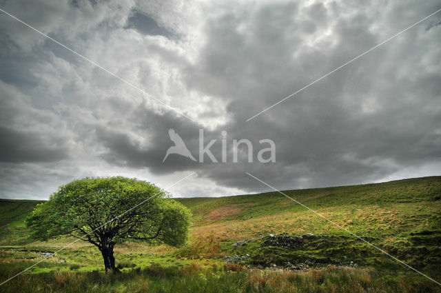 Cambrian Mountains